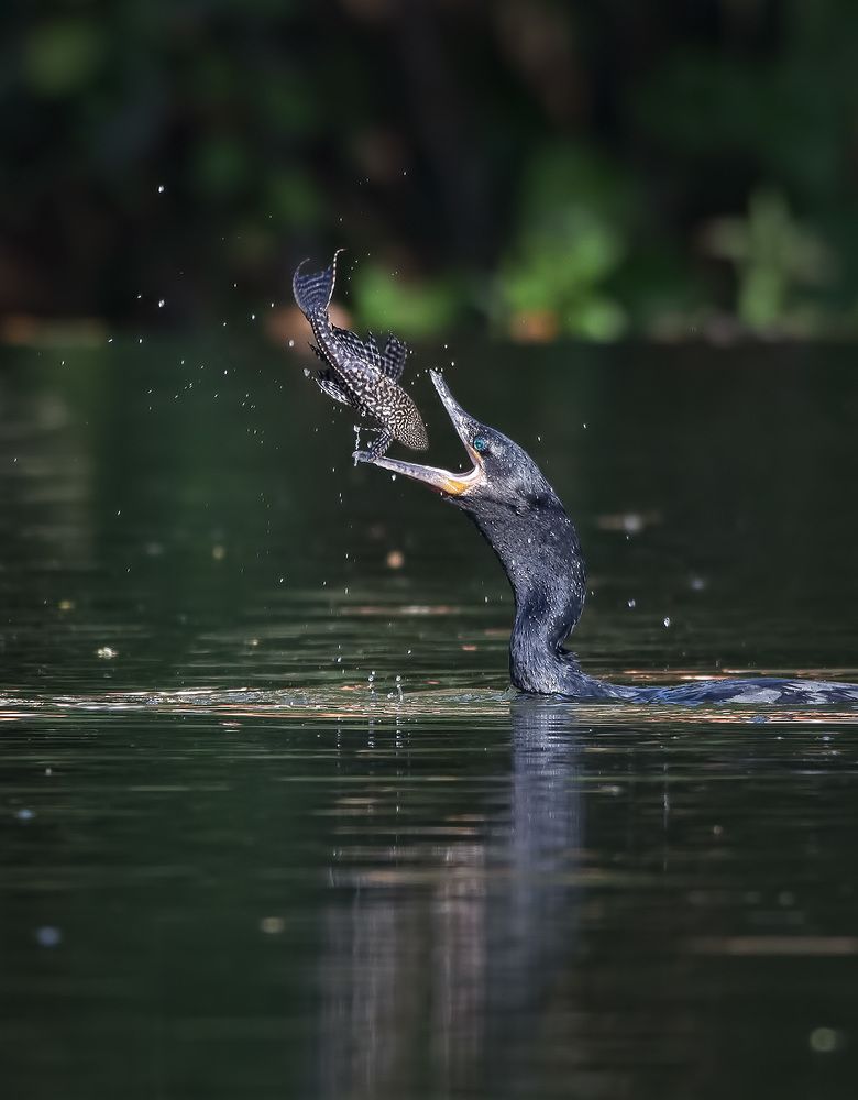 Photograph by André Inidio