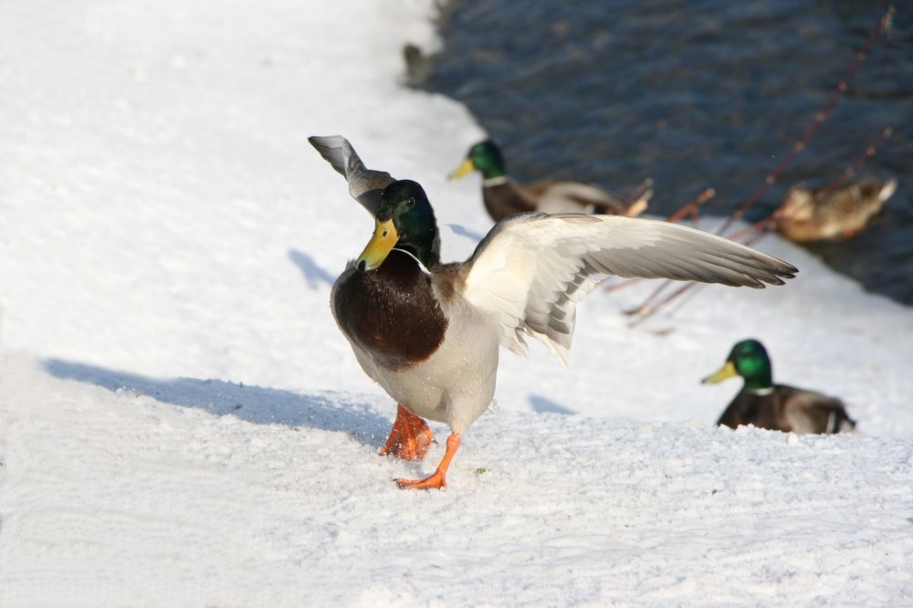 Photograph by Ирина Вассерлауф