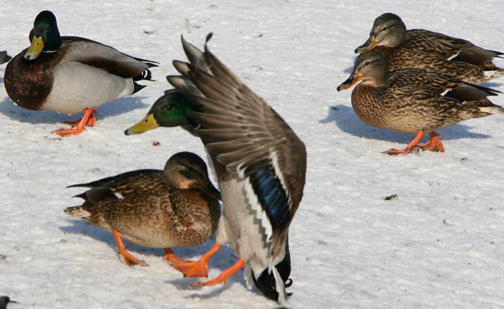 Photograph by Ирина Вассерлауф