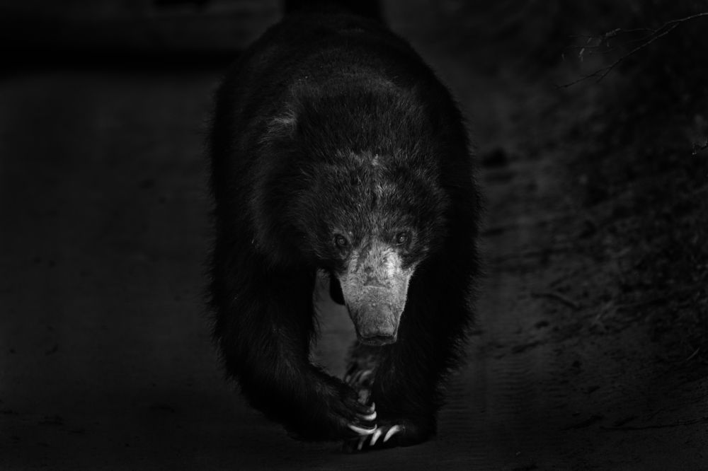 Фотография автора Samith Perera