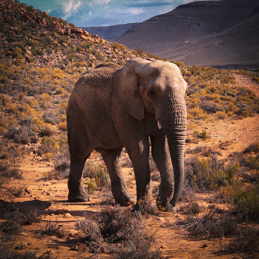 Photograph by Attef Bouras