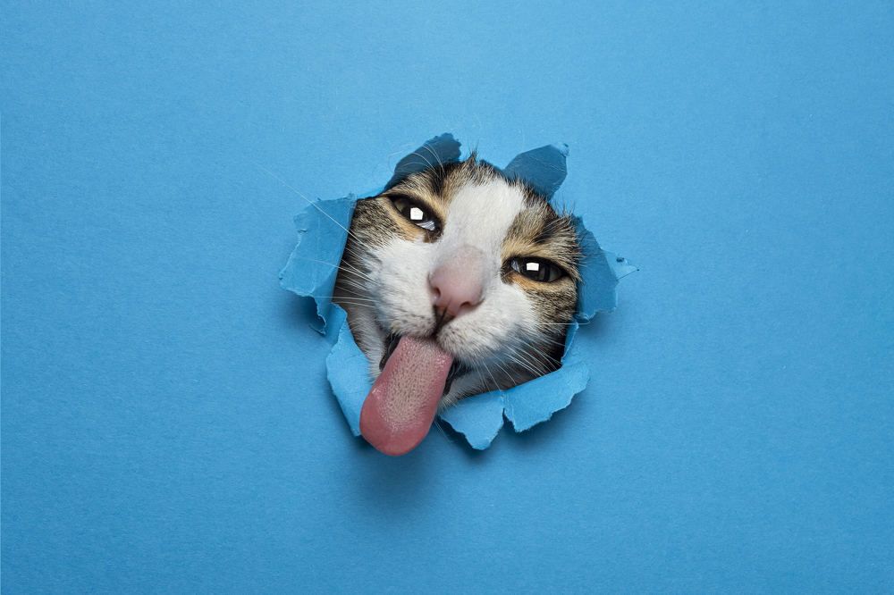 Photograph by Miguel Romero