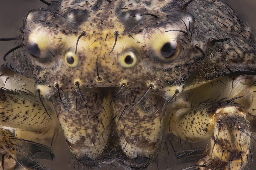 Spider Xysticus cristatus