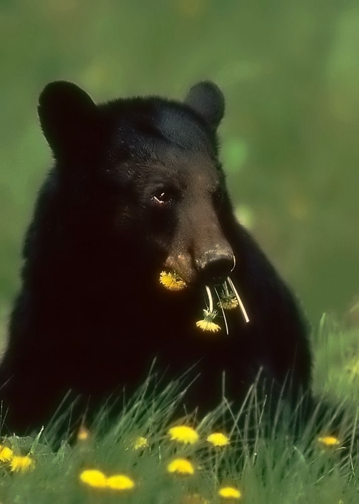 Photograph by Mike MacLean