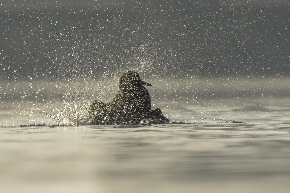 Photograph by Pratap Gurung