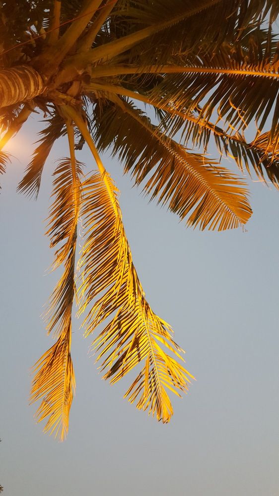 Photo #10474296