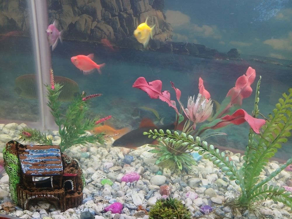 Photo #10474521