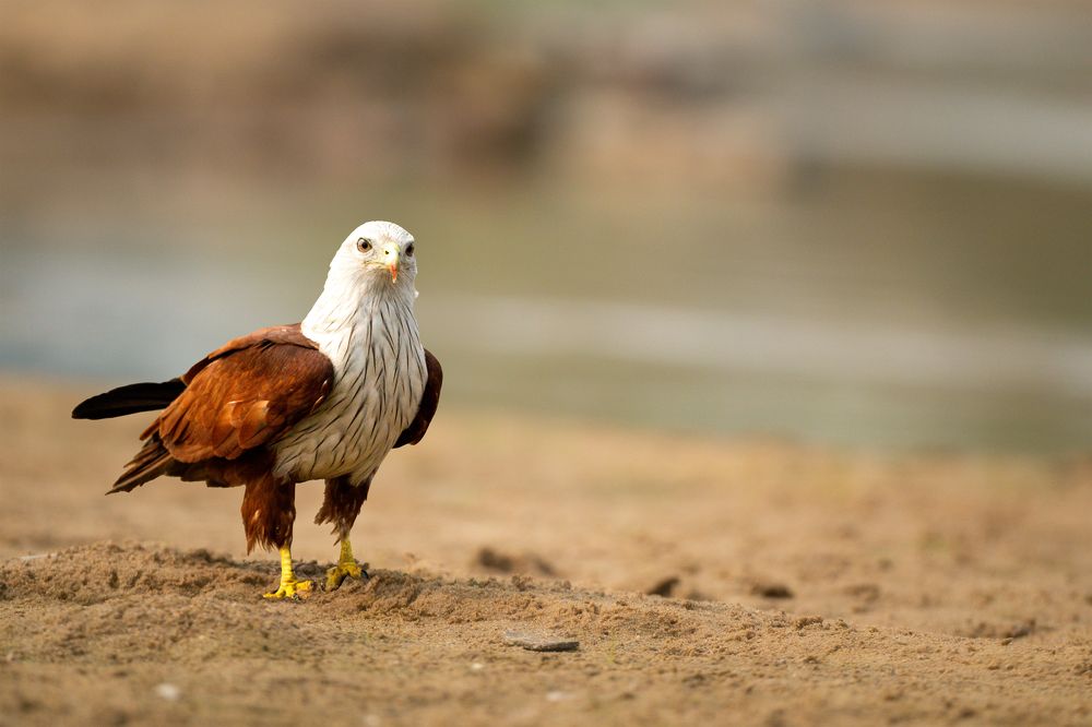 Photograph by Sharad Mansharamani