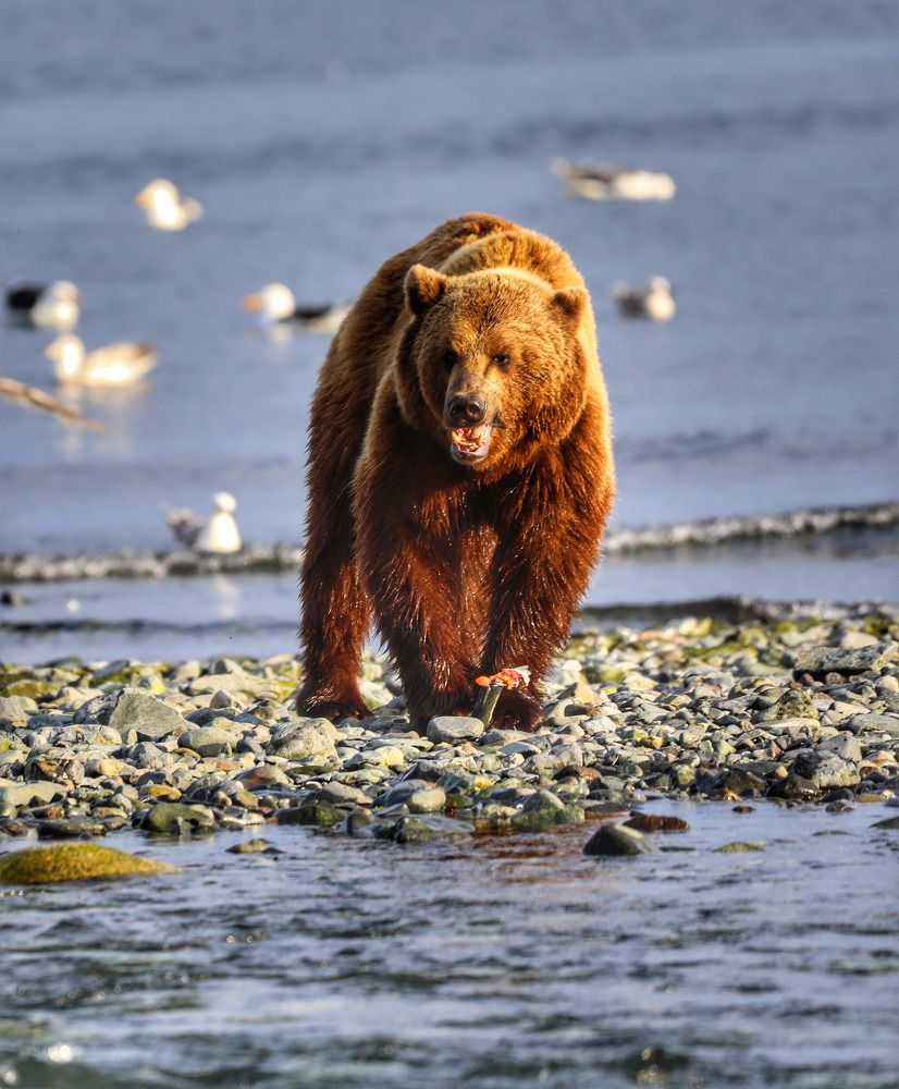 Завтрак косолапого