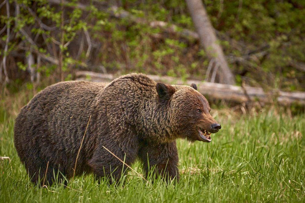 A GIANT GRIZZLY BEAR