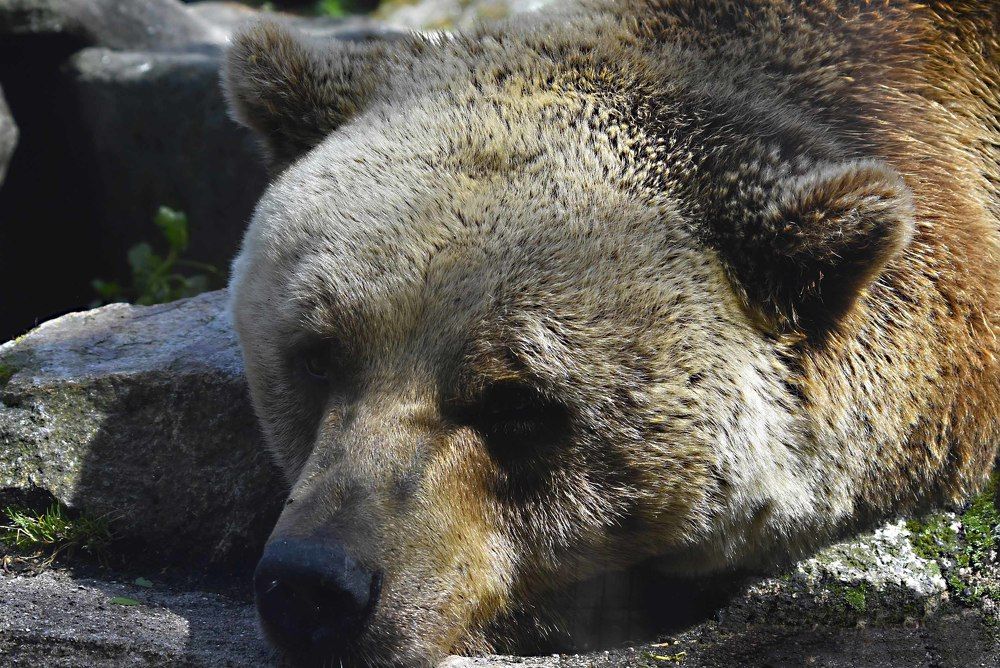 Photograph by JOSE LIMA RODRIGUES