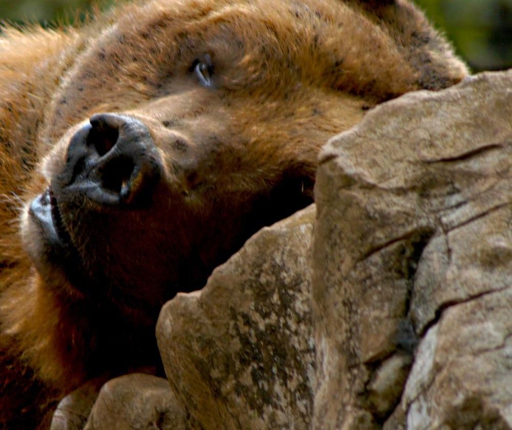 Photograph by JOSE LIMA RODRIGUES