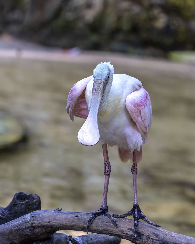 Фотография автора Clement Roy