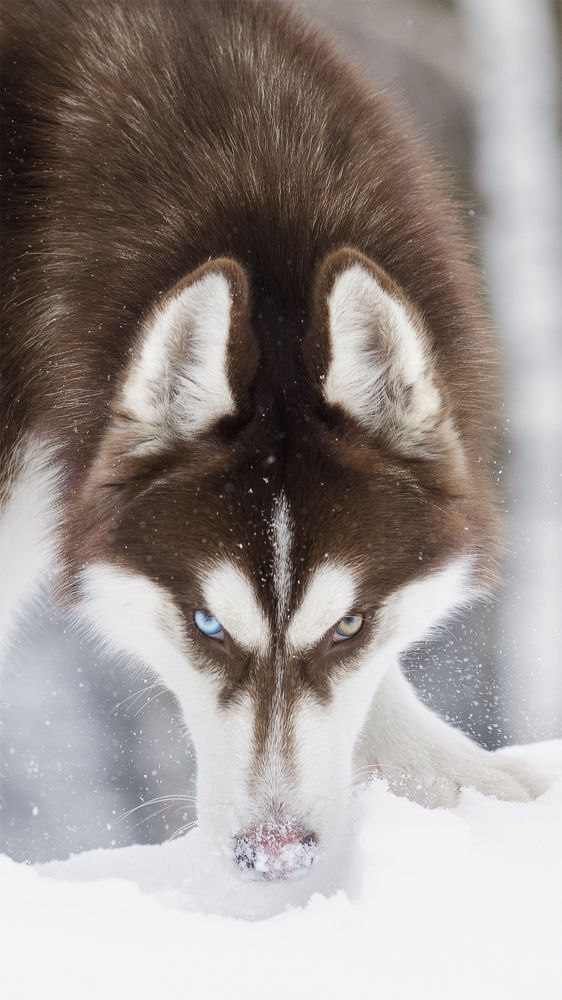 Photograph by Светлана Гущина