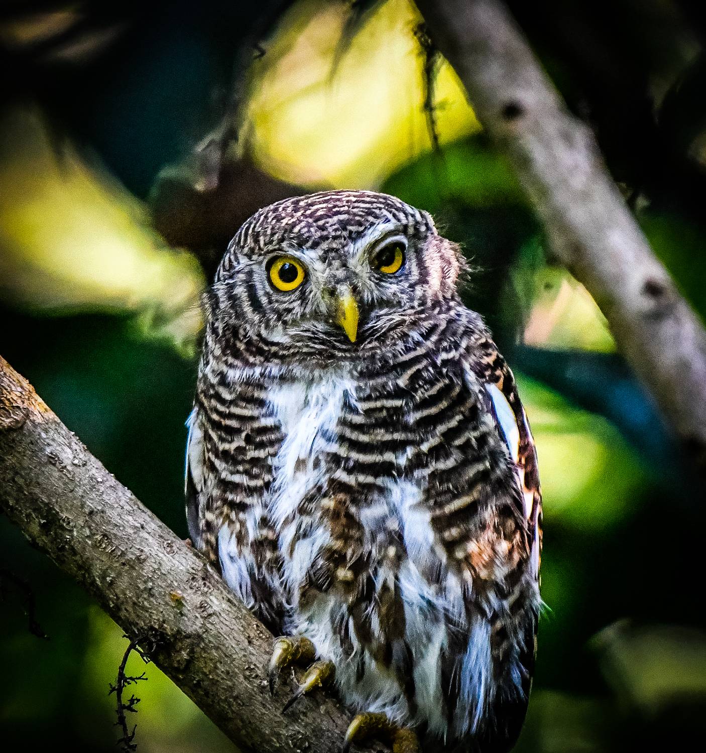 Asian barred owlet