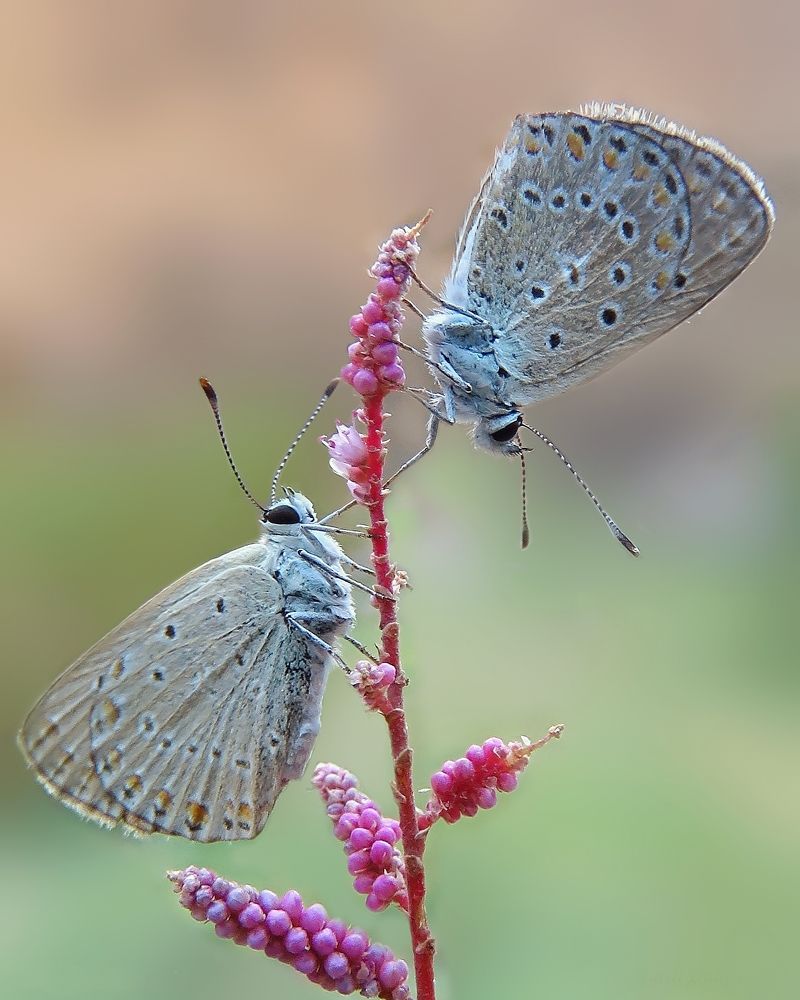 Photograph by Amin Ghaffarian