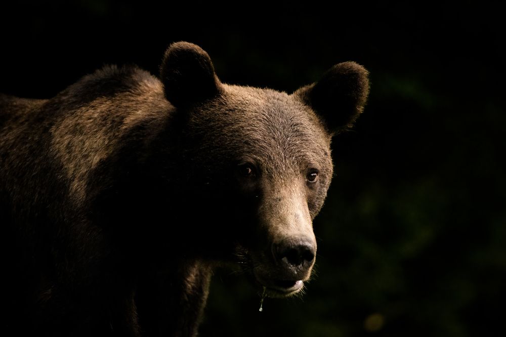 Photograph by Slobodan Botoški