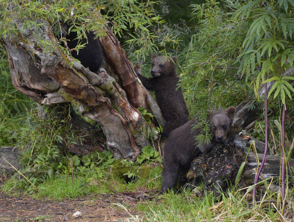 Photograph by Татьяна ТУРСКАЯ