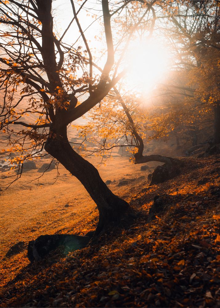 Фотография автора Oleg Suhenko
