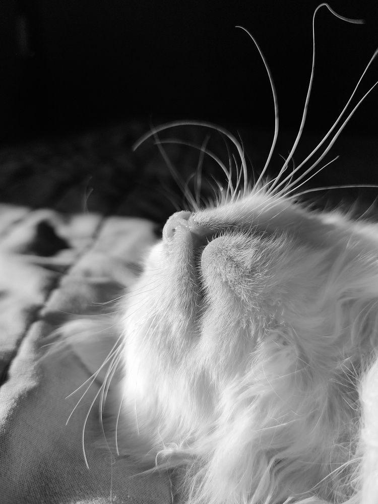 Photo #10475559