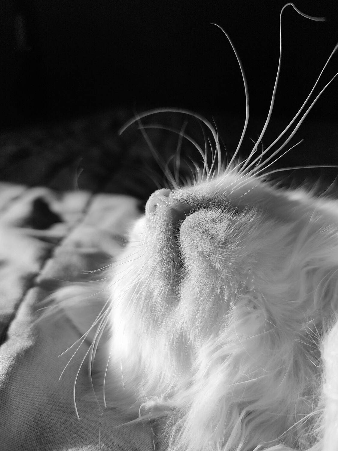 Photo #10475559
