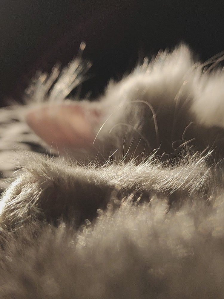 Photo #10475567