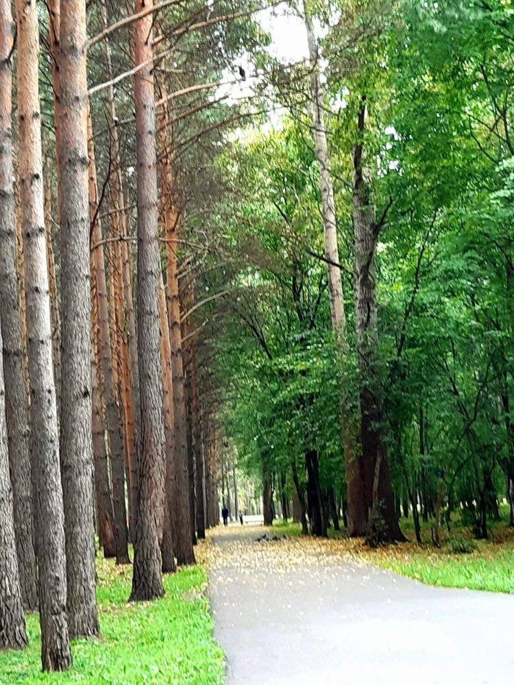 Фотография автора Наталья Шендяпина