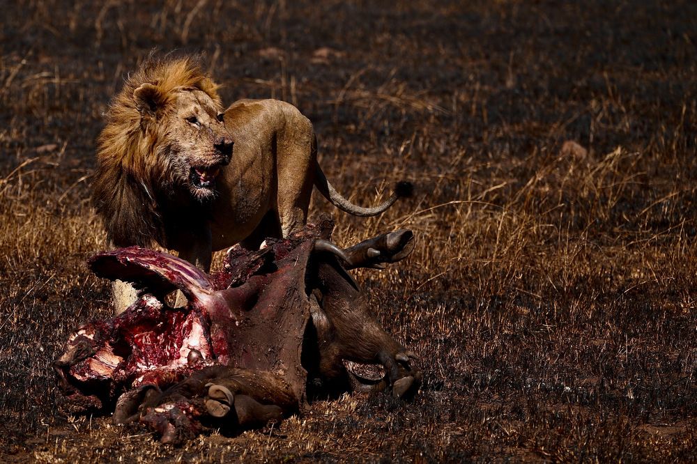 Beauty and Brutality of Nature.