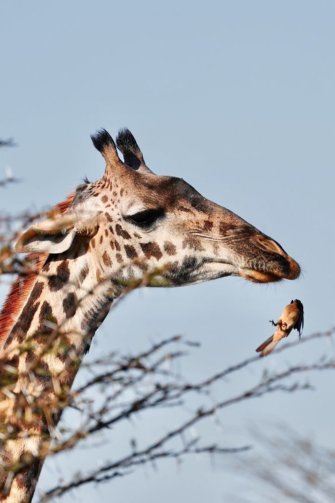 Giraffe and annoying bird.