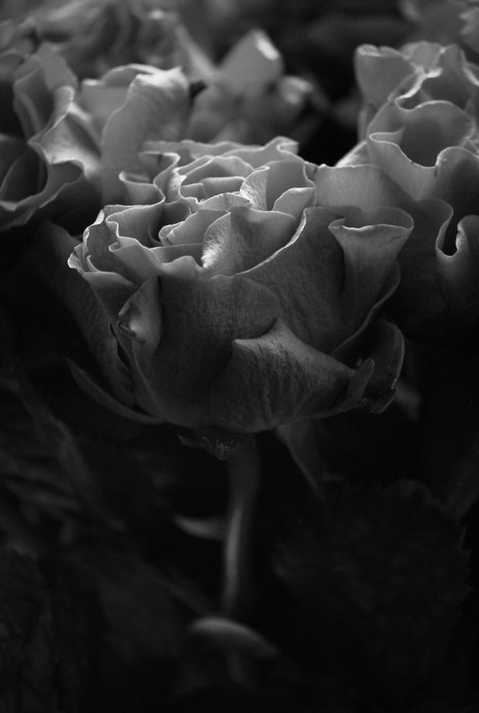 Photograph by Михаил Некрасов