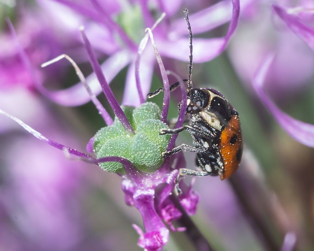 Фотография автора Борис Журавлёв