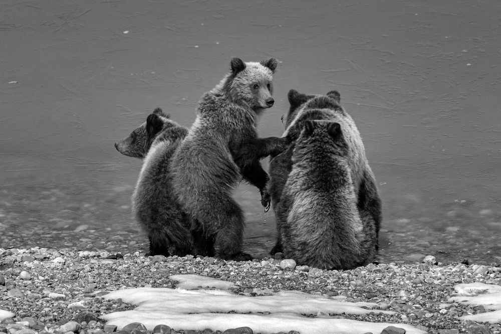 Фотография автора Brian Kinghorn