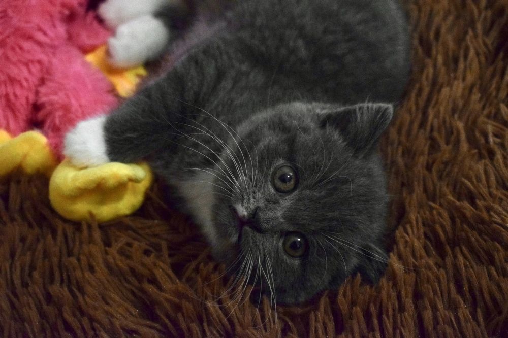 Photograph by Любовь Пронченкова