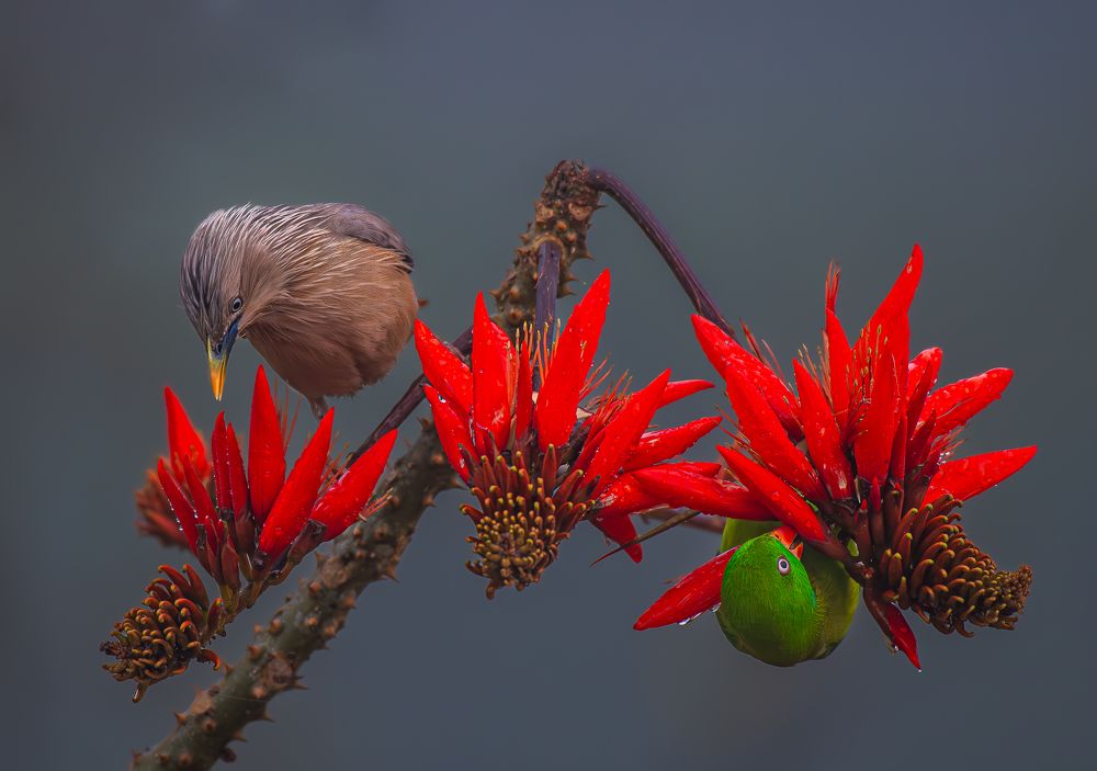 Photograph by Sheikh Ahmedul Hoque