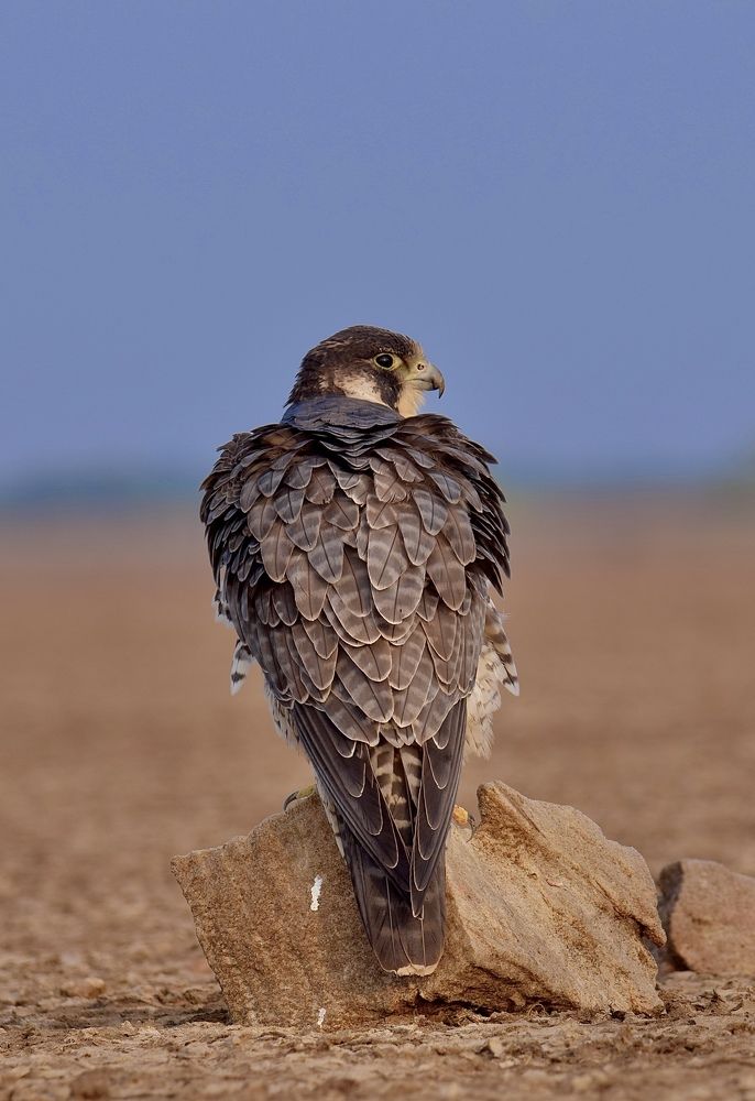 Photograph by Rahul Meani