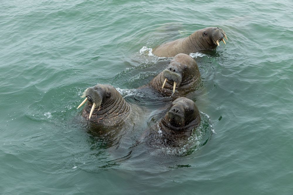 Photograph by Алена Присяжная