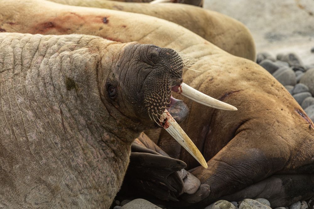 Photograph by Алена Присяжная