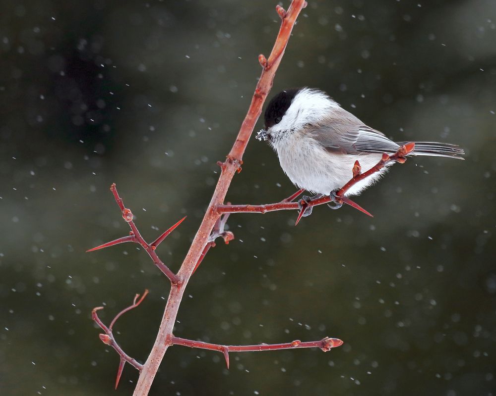 Photograph by Александр Титов