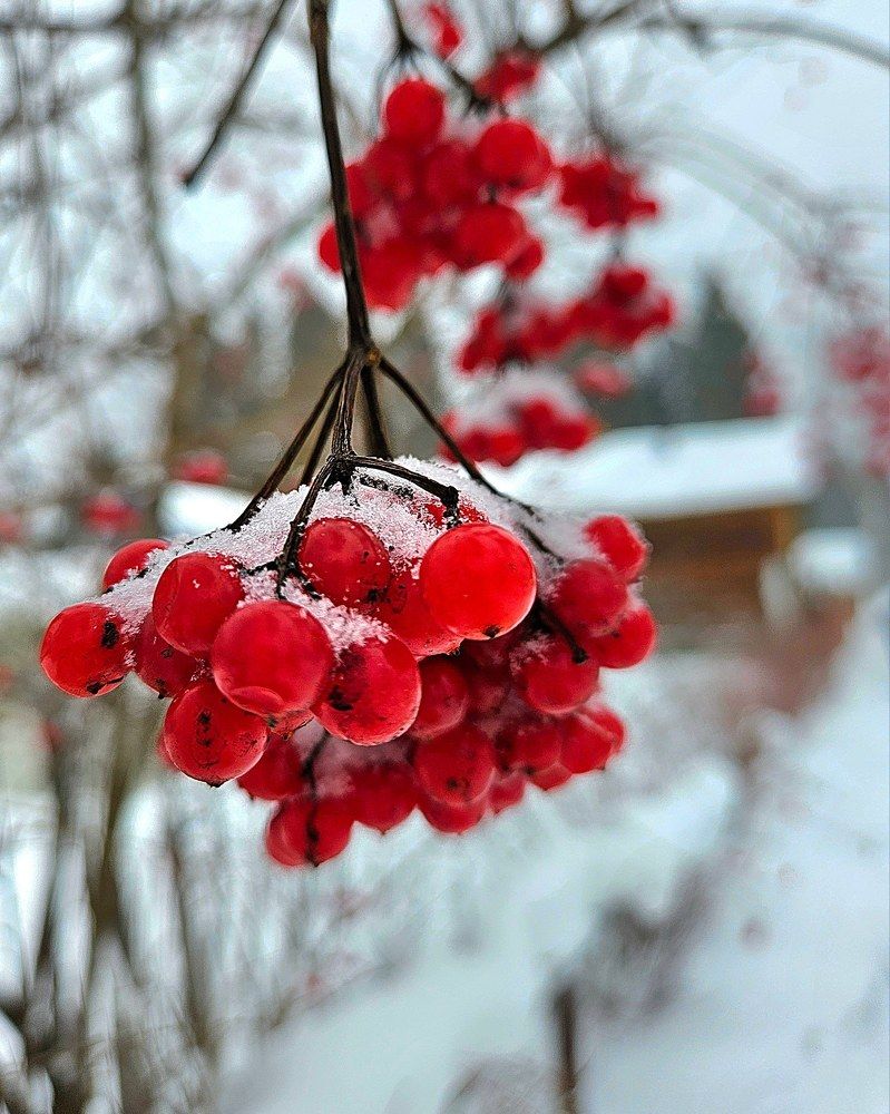 Photograph by Эльвира