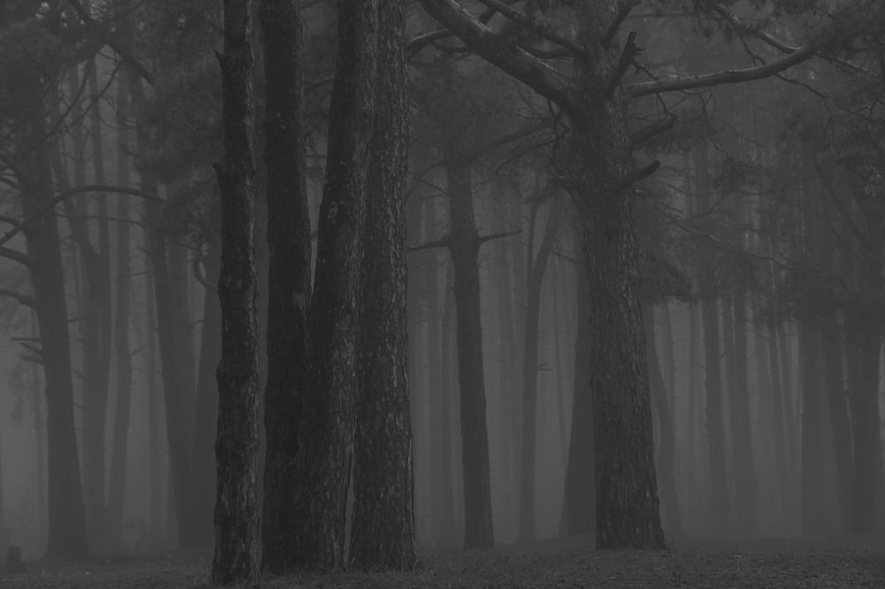 Фотография автора Колосова Елена