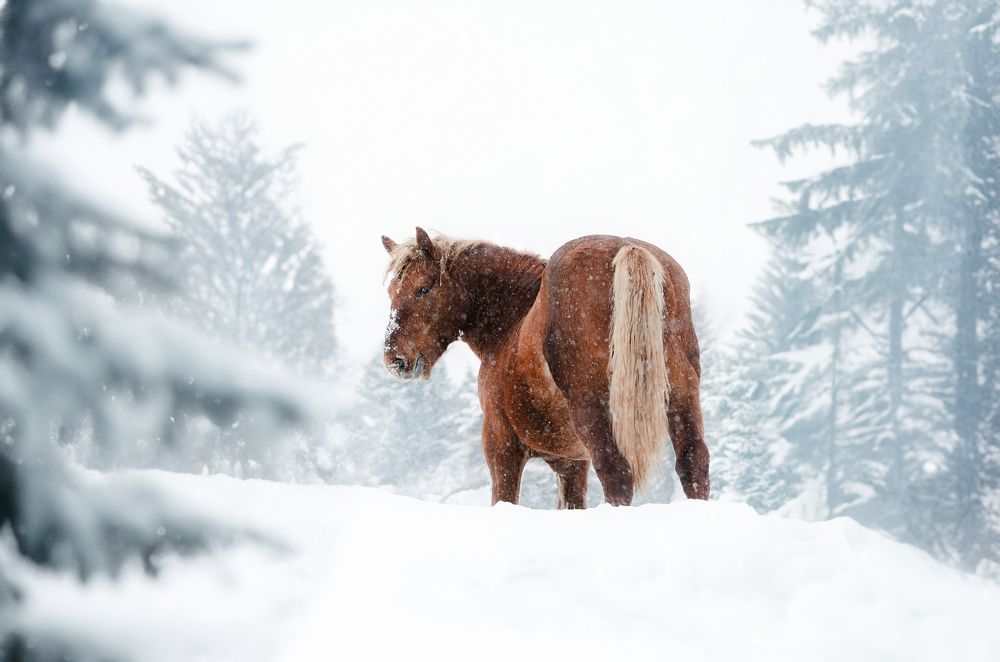 Photograph by Вероника Романенко