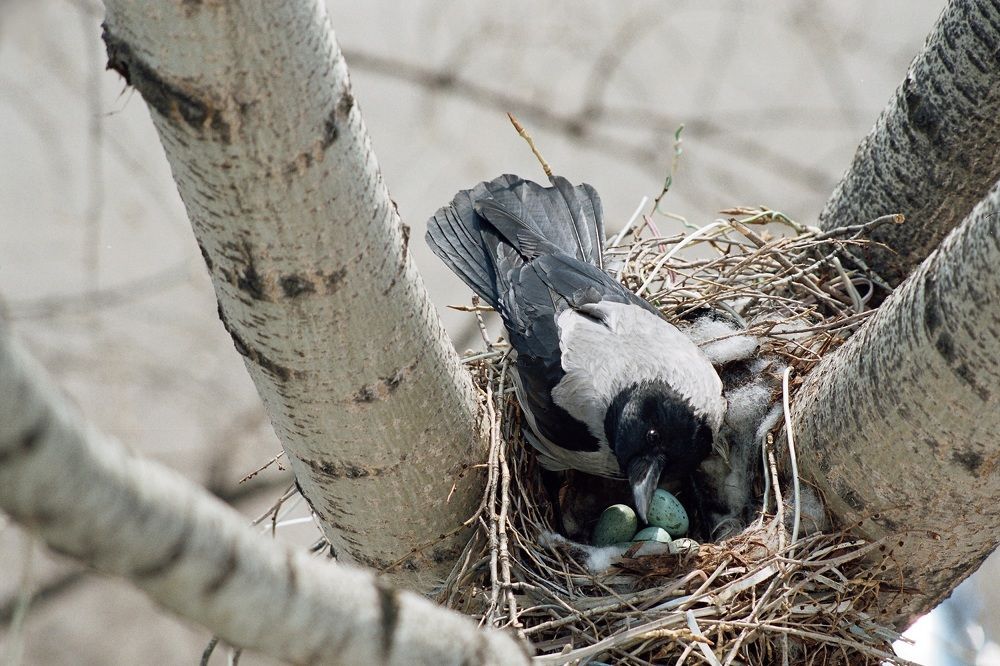 В ожидании чуда