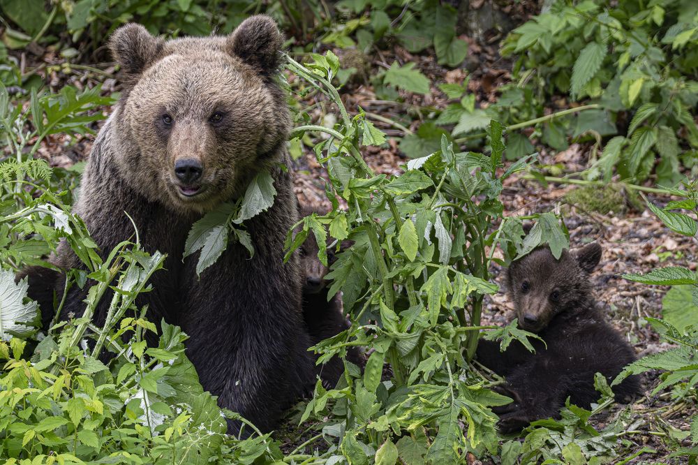 Photograph by Ovi D Pop