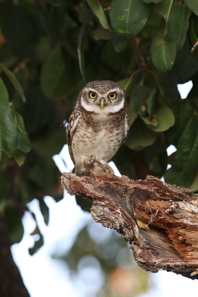 Photograph by Premal Nandpal