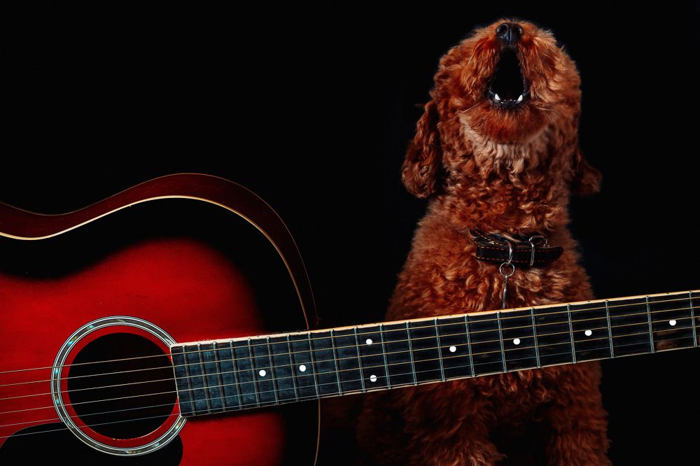 щас как спою