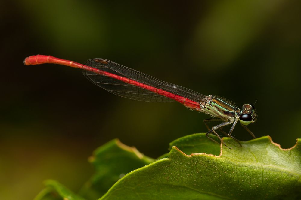 Photograph by MARÍA CECILIA REY