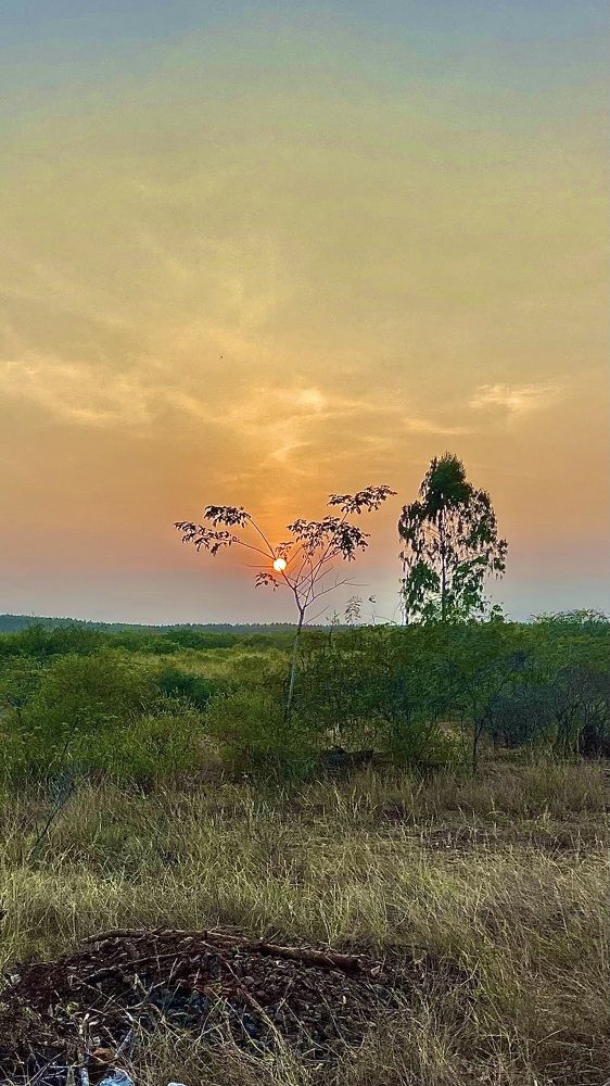 Golden Moments on the Rails: A Journey Through the Setting Sun
