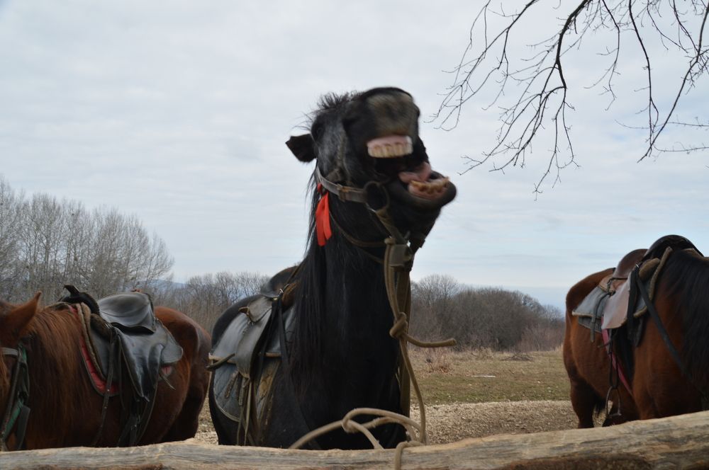 Photograph by Ольга Шевцова