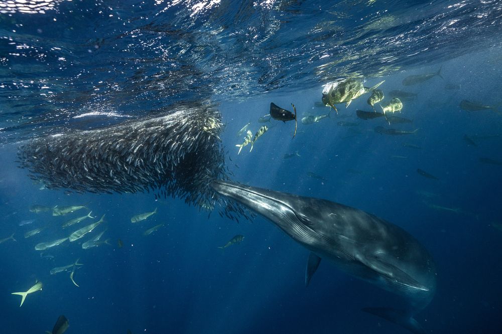Festín en el Océano