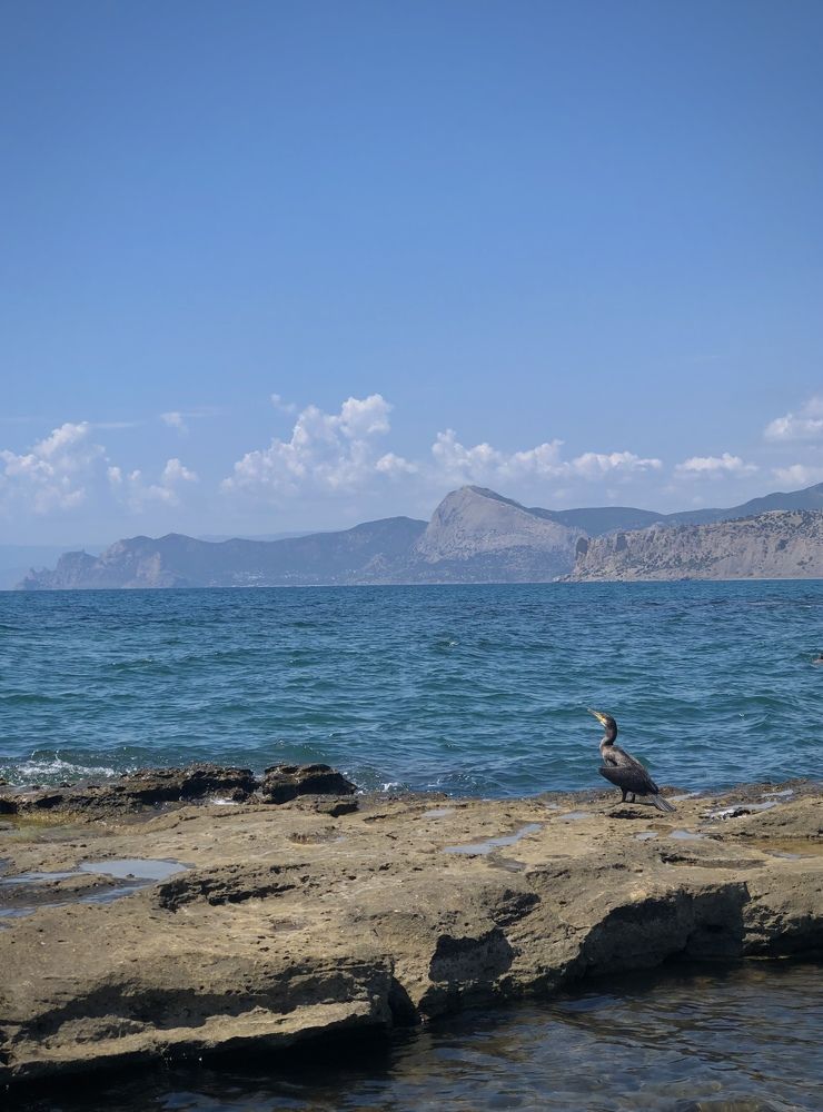 Фотография автора Юлия Косинова